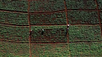 Aerial view of farmers working in a Chinese cabbage field or strawberry farm, agricultural plant fields with mountain hills in Asia. Vegetable farm and modern business concept. video