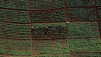 Antenne Aussicht von Bauern Arbeiten im ein Chinesisch Kohl Feld oder Erdbeere Bauernhof, landwirtschaftlich Pflanze Felder mit Berg Hügel im Asien. Gemüse Bauernhof und modern Geschäft Konzept. video