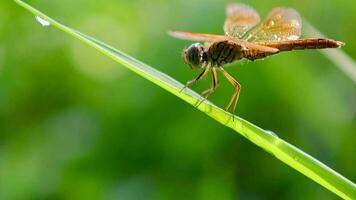 Tiere Insekt Libelle im Grün Natur Hintergrund, Makro Insekten, Nahansicht von Tiere Libelle, Makro Insekt video