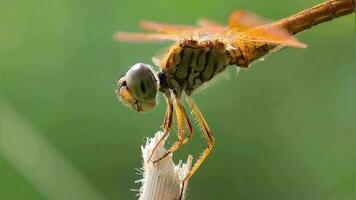 animali animali selvatici, avvicinamento di libellula, insetti libellula nel natura sfondo video