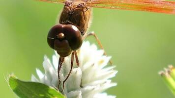 Closeup of eye dragonfly on green blur nature background, animals wildlife video