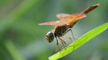 insekt på fläck natur bakgrund, makro djur, makro av trollslända, närbild av insekter video