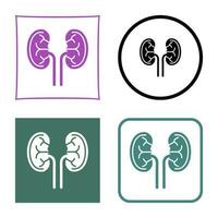 Kidney Vector Icon