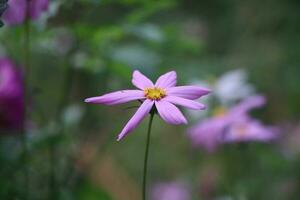 A wonderful flower garden. The flowers are very beautiful. photo