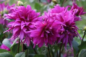 A wonderful flower garden. The flowers are very beautiful. photo