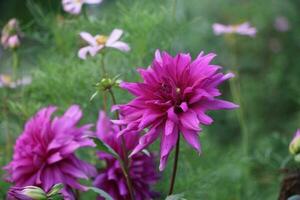 A wonderful flower garden. The flowers are very beautiful. photo