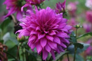 A wonderful flower garden. The flowers are very beautiful. photo