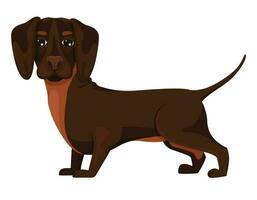 Dachshund dog, cheerful friend, pet, lie down, run and have fun. Vector in cartoon