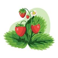 StrawRed strawberries. Strawberries flowers and green leaves. vector