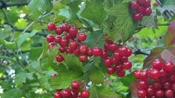Bunches of red viburnum berries ripen among green leaves. Close-up. video