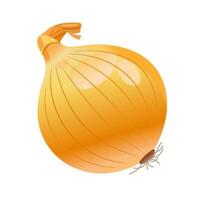 Bulb on a white background. Onion. Vector illustration