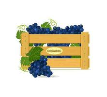 Wooden box with dark grapes. Vector illustration