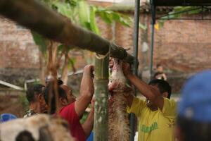 MAGELANG CENTRAL JAVA, INDONESIA - JUNE 29, 2023-Eid al-Adha celebration. Muslim people help each other in slaughtering cows and goats photo