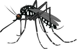 mosquito isolated on white vector