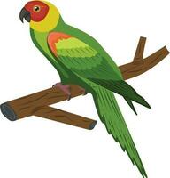 parrot on a branch vector