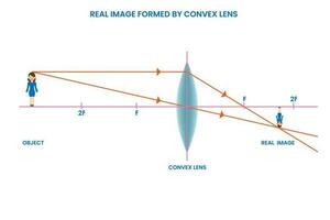 Convex lens forms real image,  Projectable, in front of lens, created by intersecting light rays vector