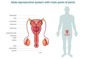 Male reproductive system with main parts of a penis labeled diagram vector