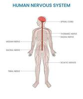 Human nervous system, Complex network coordinating body functions, transmitting signals for communication vector