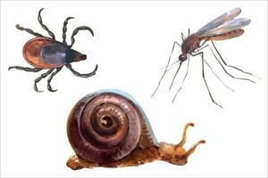 Watercolor vector illustrations of forest animals, mosquito, mite or Ixodes ricinus and snail.