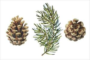 Watercolor vector illustrations, Pine Branches with Pinecones. Hand drawn set with Spruce leaves and Cones