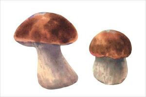 Boletus mushrooms watercolor, big white mushrooms, spongy mushroom, vegetarian gourmet cuisine, vector illustration.