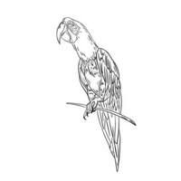 Parrot bird portrait .Doodle hand drawn style ,vector illustration.Black line sketch vector