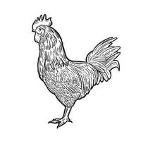 Engraved rooster. Rooster hen sketch isolated on white background, hand drawn retro style vintage rooster, farm. Vector illustration.