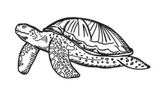 Turtle sketch in vintage outline style.Vector illustration. vector