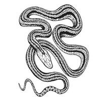 Tattoo snake. Traditional black dot style ink. Isolated vector illustration. Snake silhouette illustration.