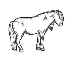 Sketch illustration of pony horse, hand drawn doodle.Farming. Livestock, vector illustration