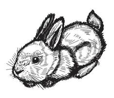 Cute rabbit illustration, hand drawn style, isolated vector.Easter and New Year. vector