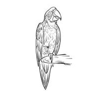 Portrait of a large macaw parrot sitting on a branch sketch.Doodle style. vector