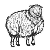 Sheep sketch style. Hand drawn illustration of a beautiful black and white animal. line art.Vector illustration. vector