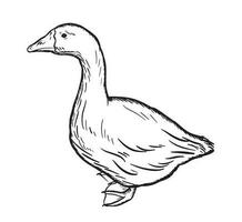 Hand drawing goose isolated. Engraved style vector illustration.Farming barnyard.