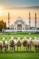 A Pack of sheeps in the middle of mosque grassfield photo