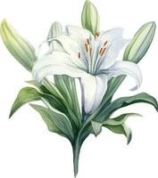 Vector single white lily branch with flowers and leaves on a white background