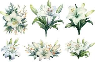 Vector flower set of white lilies branches with flowers and leaves on a white background.