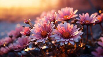 Pink gerberas flowers field with sunset. photo