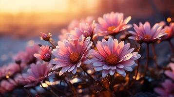 rosado gerberas flores campo con puesta de sol. generativo ai foto