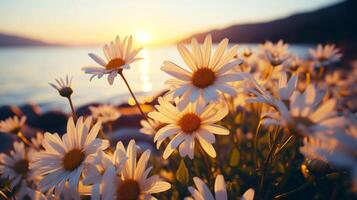 Beautiful white daisy flower field with sunset. photo