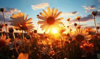 Life of daisy flowers in a sunset, photo