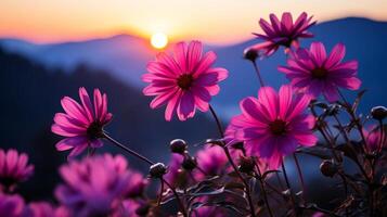 Landscape nature background of beautiful pink daisy flowers field with sunset. photo
