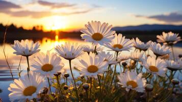 Macro shot an amazing white daisy flower field with a sunset. photo