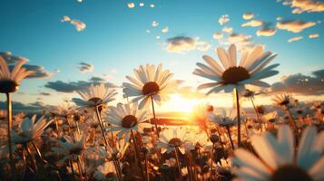 White daisy flowers field with blue sky. photo
