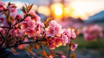 Rose color set flowers on tree field with sunset. photo