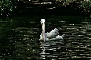 The parrot or pelican is a water bird that has a pouch under its beak, and is part of the Pelecanidae bird family. photo