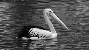 The parrot or pelican is a water bird that has a pouch under its beak, and is part of the Pelecanidae bird family. photo
