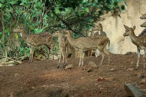 Rusa Totol with the scientific name Axis axis at Zoo in Ragunan. photo