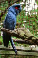 Kakak tua raja or Probosciger aterrimus or The palm cockatoo, also known as the goliath cockatoo or great black cockatoo, is a large smoky grey or black parrot of the cockatoo family photo