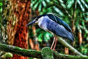 Black crowned night heron which has the scientific name nycticorax nycticorax at the zoo in Ragunan. photo